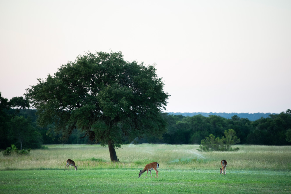 View wonderful scenery and nature throughout Belterra's hill country.